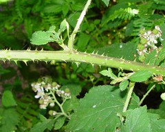 Rubus bartonii