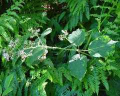 Rubus bartonii
