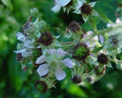 Rubus bartonii