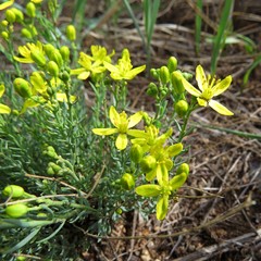 Haplophyllum dauricum
