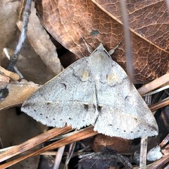 Argyrostrotis flavistriaria