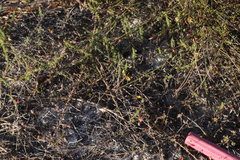 Aspalathus retroflexa bicolor