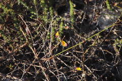 Aspalathus retroflexa bicolor