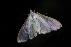 Palpita nigropunctalis