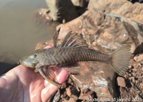 Speckled pleco (Hemiancistrus punctulatus) — Loricariidae