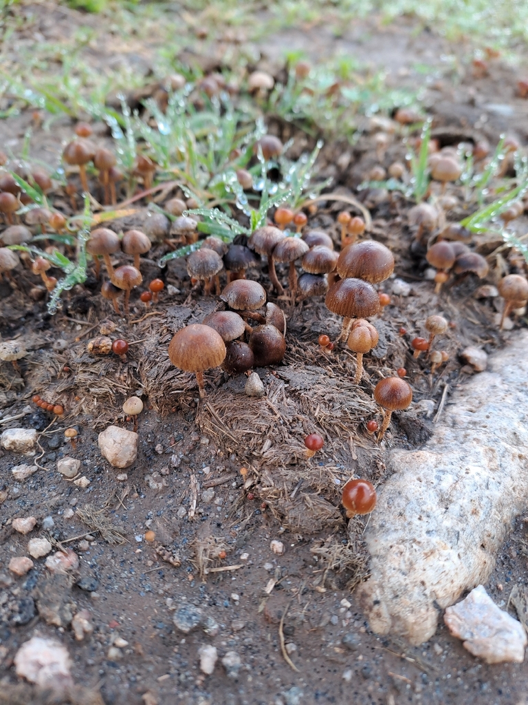 Deconica coprophila · January 2026 · photo: © grf15 (iNaturalist, cc-by)