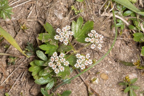 Bunium alpinum