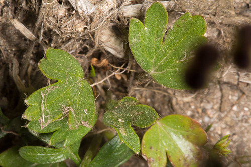Bunium alpinum, photograph 1