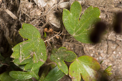 (c) Drepanostoma, some rights reserved (CC BY) Bunium alpinum, photograph (c) Drepanostoma, some rights reserved (CC BY)
