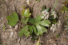 (c) Drepanostoma, some rights reserved (CC BY) Bunium alpinum, photograph (c) Drepanostoma, some rights reserved (CC BY)