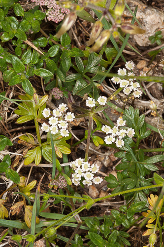 Bunium alpinum, photograph 3
