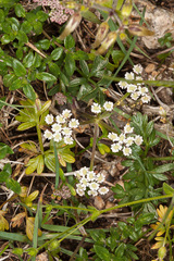 Bunium alpinum, photograph (c) Drepanostoma, some rights reserved (CC BY)