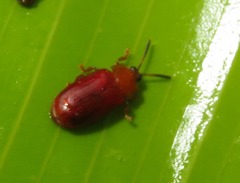 Cephaloleia dilaticollis