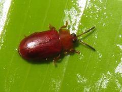 Cephaloleia dilaticollis