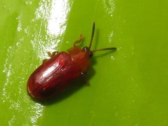 Cephaloleia dilaticollis