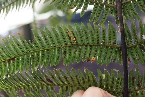 Alsophila esmeraldensis