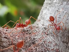 Oecophylla smaragdina