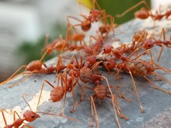 Oecophylla smaragdina