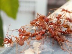 Oecophylla smaragdina