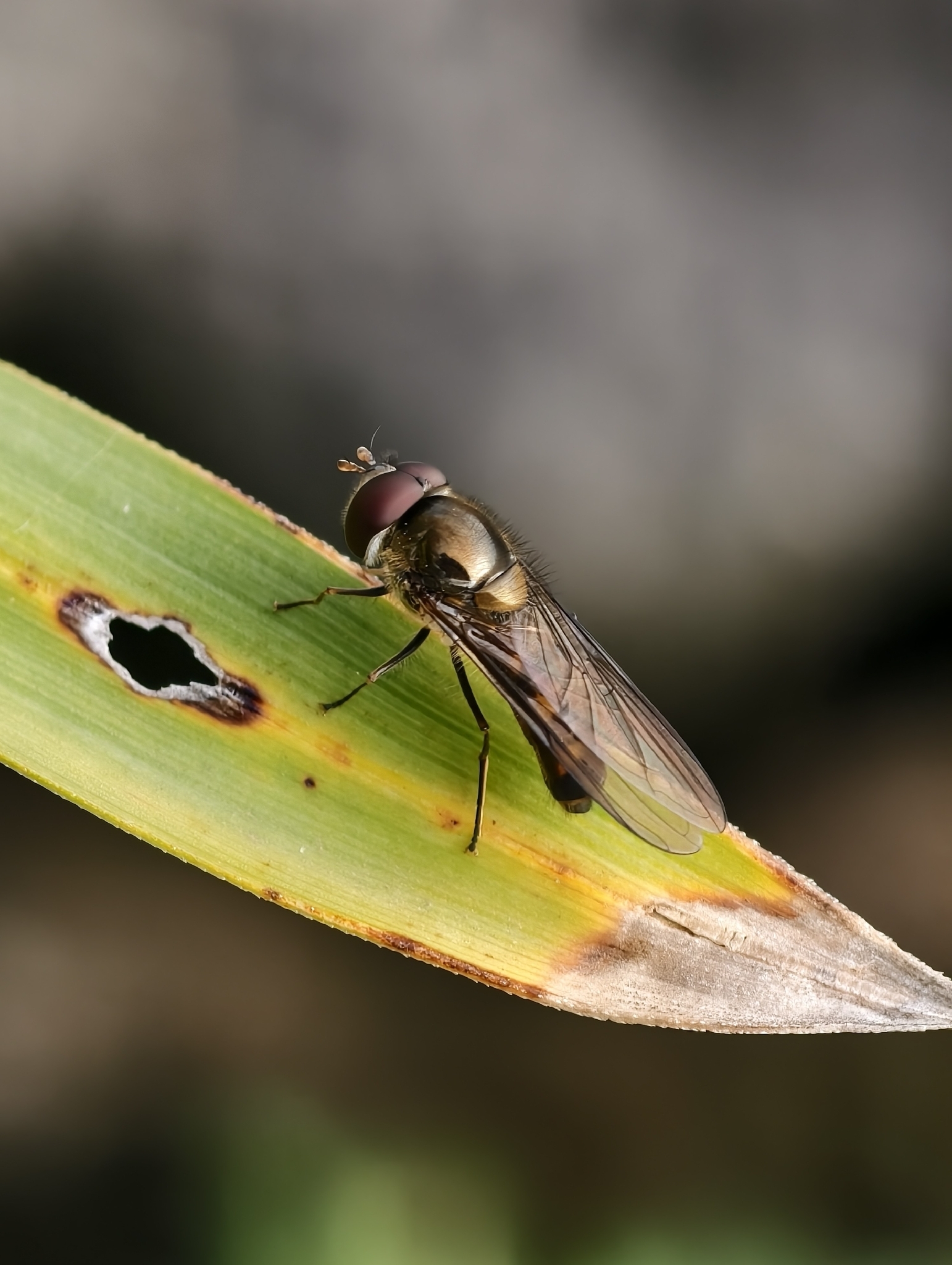 Meliscaeva auricollis