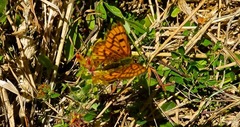 Lycaena salustius