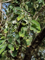 Pterocarpus rotundifolius subsp. rotundifolius image