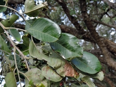 Pterocarpus rotundifolius subsp. rotundifolius image
