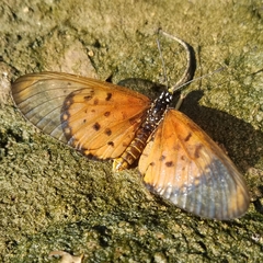 Acraea neobule neobule
