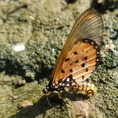 Acraea neobule neobule