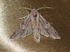 Cucullia perforata