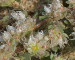 Paronychia arabica