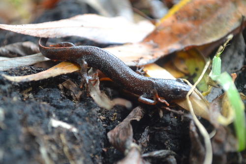 Danube Crested Newt, photo 4 of 10