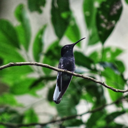 Black Jacobin