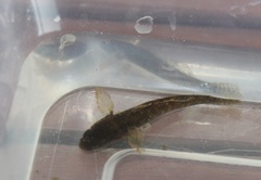 Philypnodon grandiceps