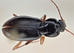Synuchus impunctatus