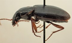 Synuchus impunctatus