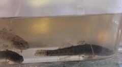 Philypnodon grandiceps