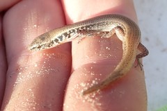 Panaspis maculicollis