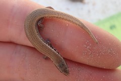 Panaspis maculicollis