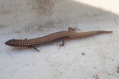 Panaspis maculicollis