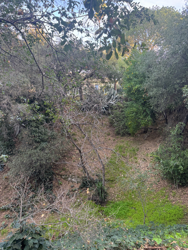 Southern California Walnut (Juglans californica)