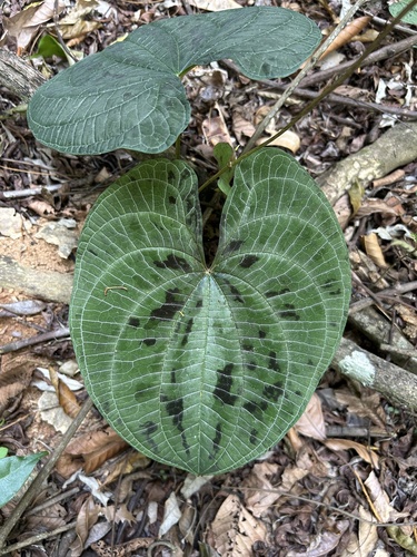 variegated monkey ball vine