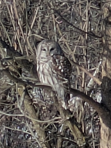 View observation of {o.common_name} on iNaturalist