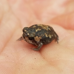 Breviceps passmorei