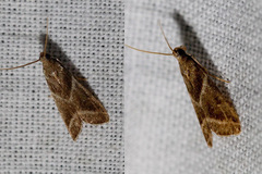 Nyctegretis triangulella