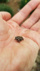 Breviceps passmorei