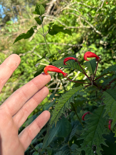 Centropogon grandidentatus, 2026-01-07