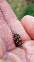 Breviceps passmorei