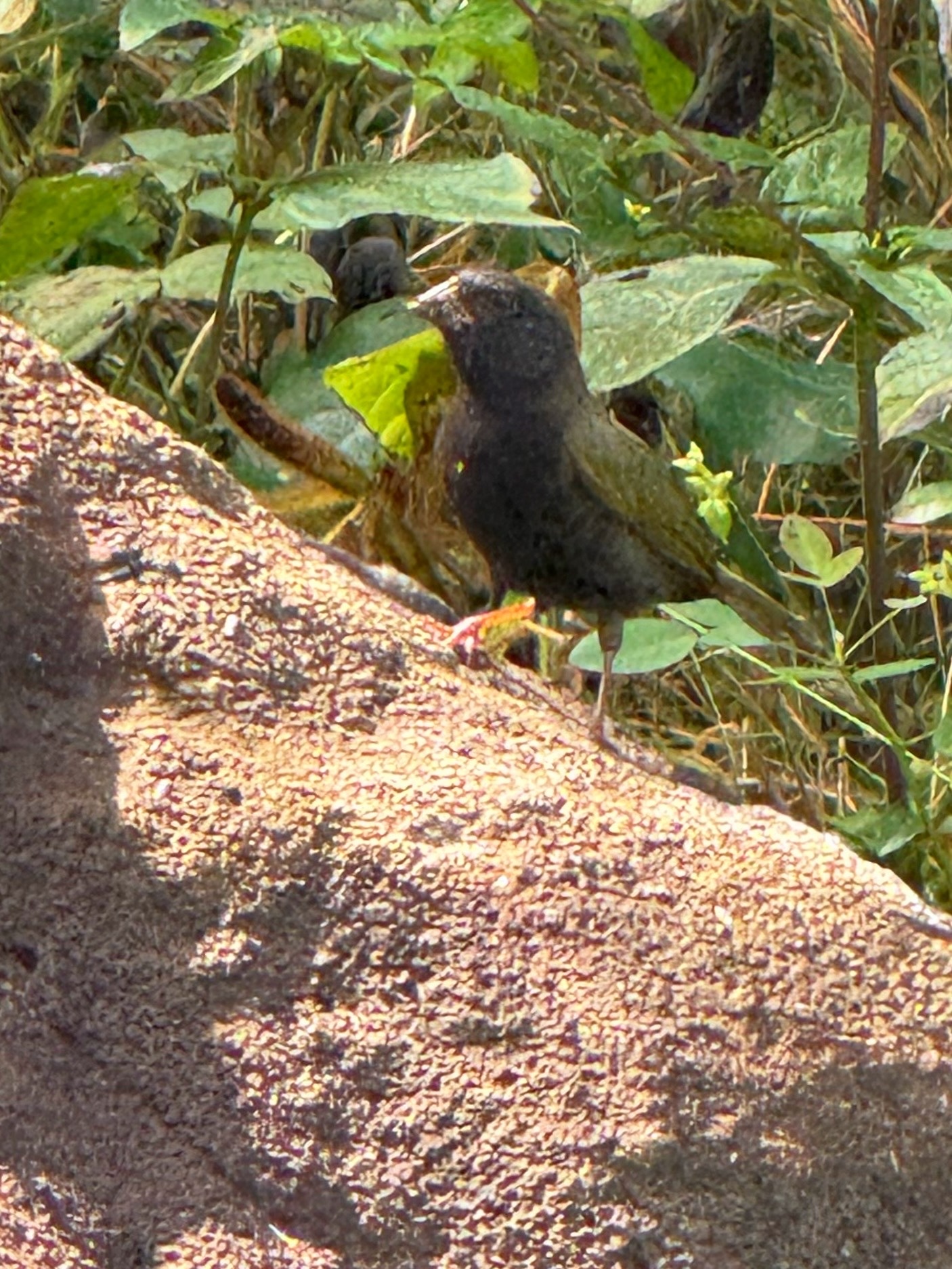 Black-faced Grassquit (Melanospiza bicolor), photo 4