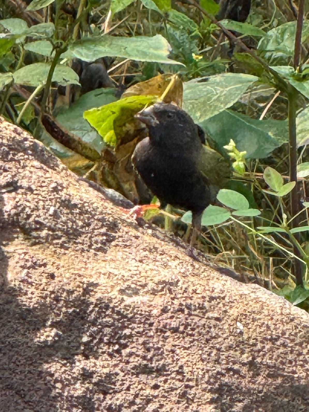 Black-faced Grassquit (Melanospiza bicolor), photo 5